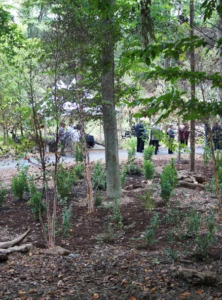 Trees and people / Jared Green 