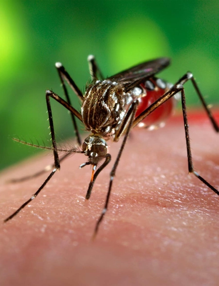 Aedes aegypti mosquito, a carrier of the Zika virus / James Gathany / CDC
