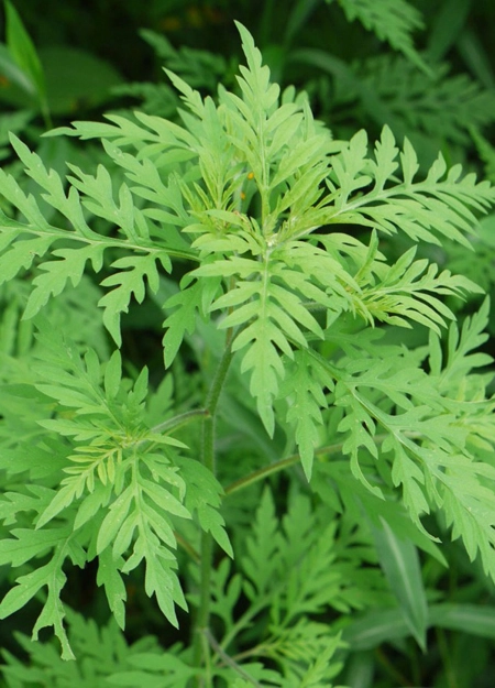 Ragweed / Identify That Plant