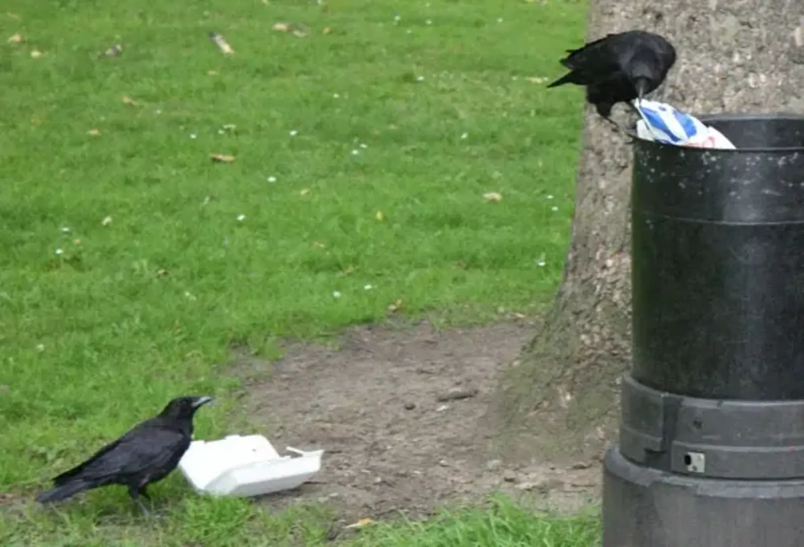 Image credit: Urban crows eating garbage / Crafty Green Poet