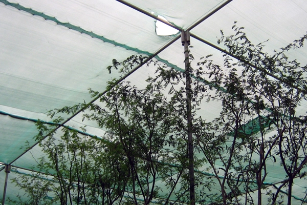 Even in the contractor's nurseries, the standard of care does not reach the level that the design landscape architect may expect--schedule control, procurement and construction documentation should be clear and complete. image: Edward Flaherty