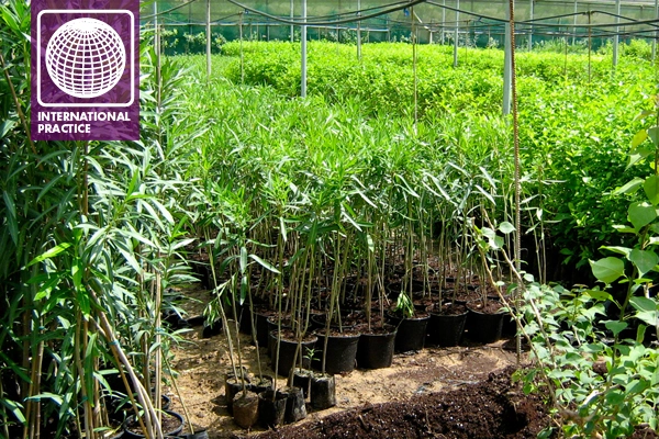 Even in the contractor's nurseries, the standard of care does not reach the level that the design landscape architect may expect--schedule control, procurement and construction documentation should be clear and complete. image: Edward Flaherty