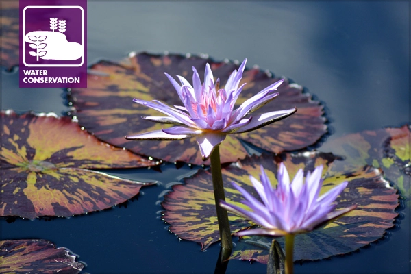 At the Denver Botanic Gardens image: Misty Faucheux via Flickr