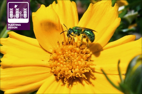 image: Samantha Gallagher via Bee Safe Alexandria