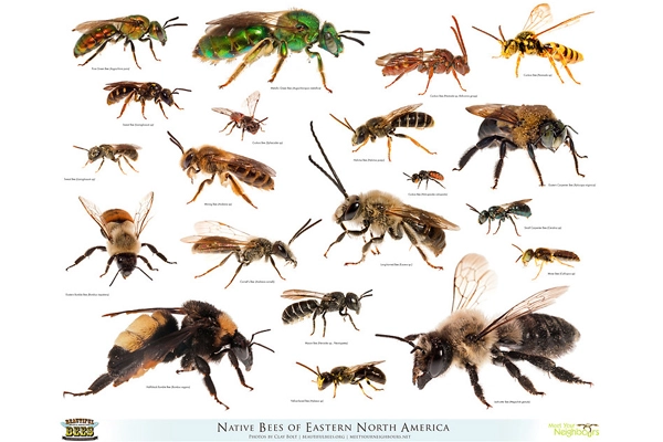 Native bees of Eastern North America image: © Clay Bolt | claybolt.com | beautifulbees.org