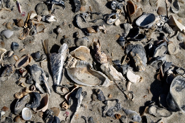 Beachcombing on Amelia Island, Florida image: Alexandra Hay