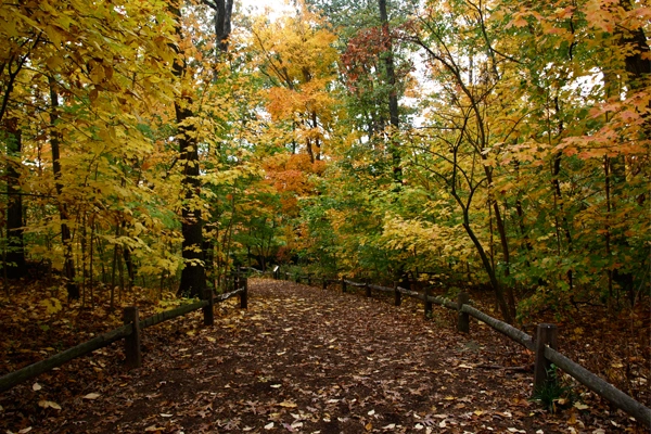 The New York Botanic Garden's Thain Family Forest image: Alexandra Hay
