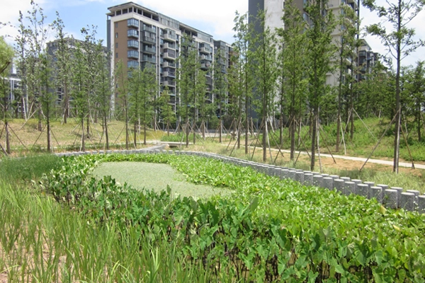 A rain garden in Ningbo Eco-corridor, Ningbo, Zhejiang Province - ASLA 2013 Analysis and Planning Honor Award Winner Photo: Chih-Wei G.V. Chang, SWA Group