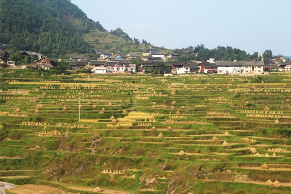 Terraced field in the harvest season, Qiandongnan, Guizhou Province.  image: Minjie Si, X-SCAPE Associates