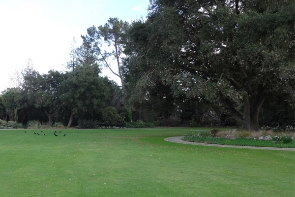 Lawn, native oaks, and path with plants found in the west from Canada to Mexico image: Chris Pattillo
