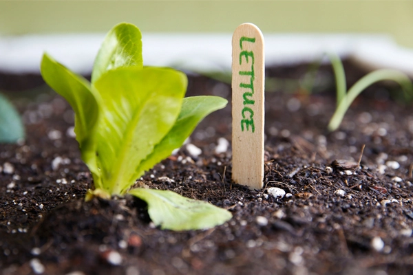 image: The Kitchen Community