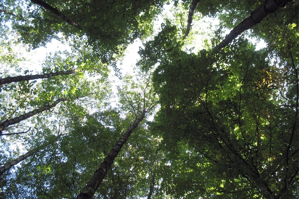 Nature as place for play and learning image: Lisa Horne
