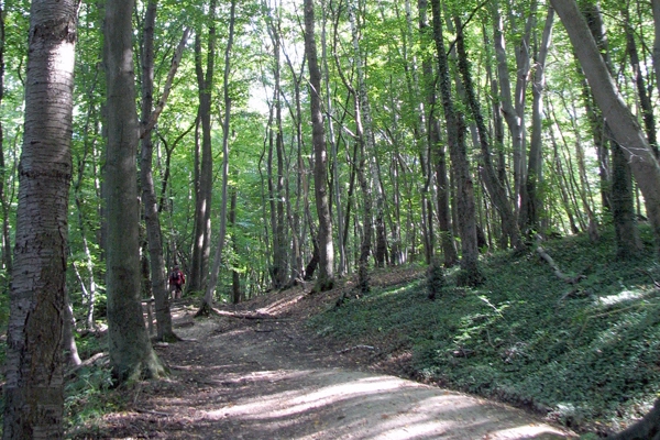 Path as design element  image: Lisa Horne