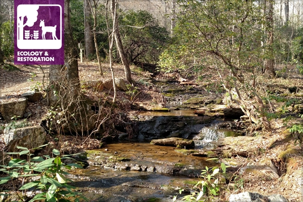 Woodland Stream image: Davie Biagi