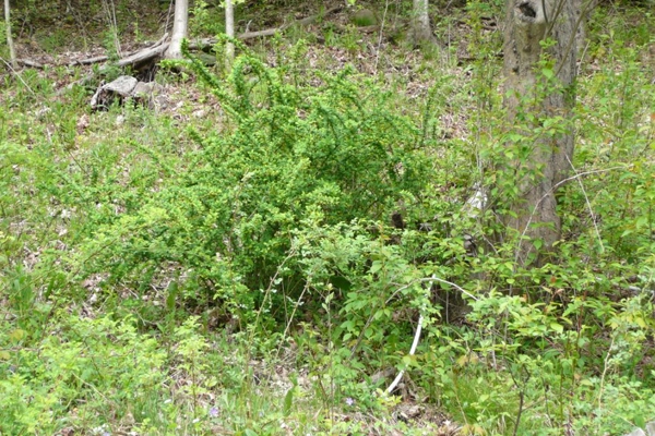 image: Barbara Z. Restaino