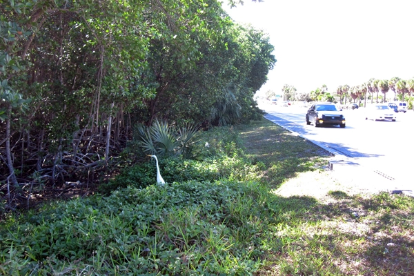 A Great Egret stalks food at a mangrove forest edge in North Miami, Florida. image: Davie Biagi