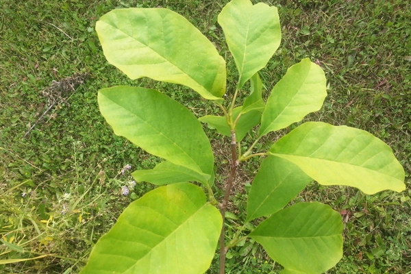 Magnolia acuminata     image: wikimedia JohnOyston