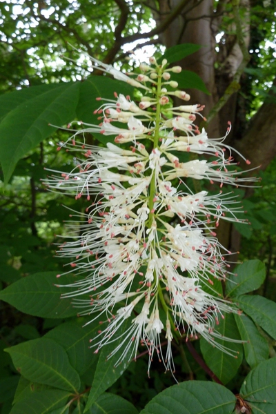 Aesculus parviflora   image: wikimedia Magnus Manske