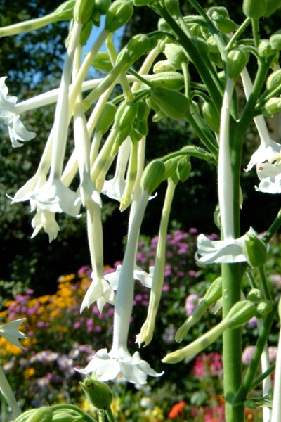 Nicotiana sylvestris image: wikimedia Hedwig Storch