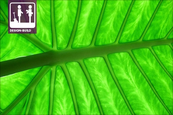 Colocasia esculenta (see below for description) image: wikimedia Wildfeuer