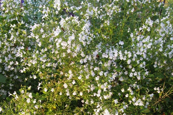 Calamintha nepeta ‘Montrose White’ image: wikimedia  KENPEI