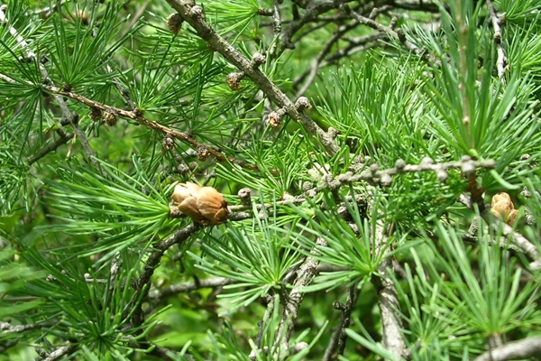 Larix laricina image: wikimedia Jason Sturner