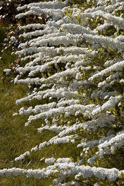 Spiraea cinerea ‘Grefsheim’ image: wikimedia Wouterhagens