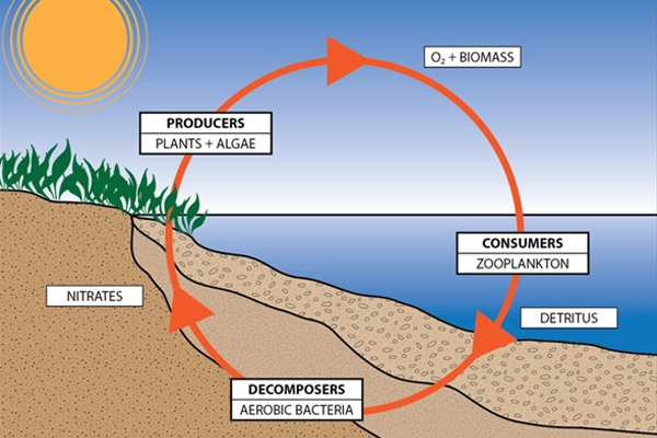  Biological cycle of producer, consumer, and decomposer   image: CMS