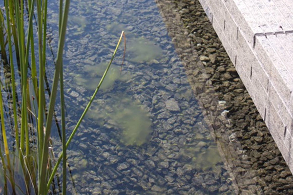 Image 3: Gates Foundation Iris Campus: Isolated algae in Natural Water  image: CMS