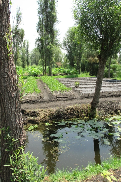 Chinampa image: Erik Mustonen