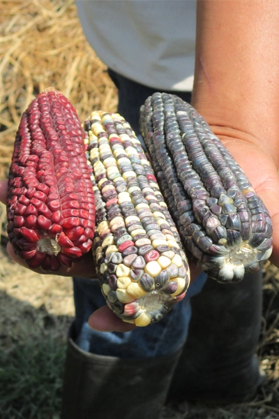 Maize image: Erik Mustonen