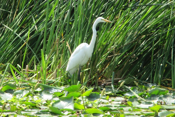 Egret image: Erik Mustonen