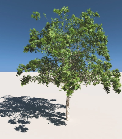 Platunus racemes created in E-on softwares Plant Factory Image: KTU+A