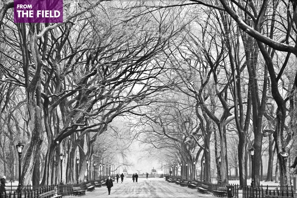 December in Central Park image: Thomas Hawk via Flickr