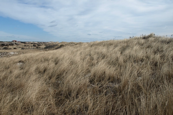 Fire Island, New York's dunes image: Alexandra Hay