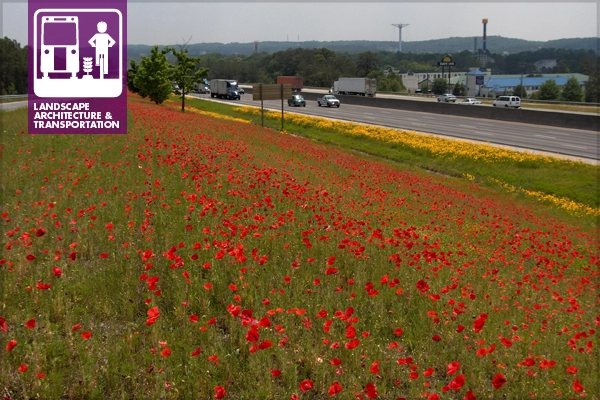 A wildflower plot with corn poppies and lanceleaf coreopsis on Interstate 20 in Georgia image: Davie Biagi