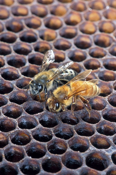Africanized Honey Bee on left, European Honey Bee on right image: Scott Bauer, USDA Agricultural Research Service [Public domain], via Wikimedia Commons
