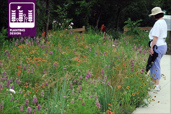 Crystal Canyon entrance garden in Arlington, Texas. Grasses installed by landscape architecture students from The University of Texas at Arlington and wildflowers compost seeded in. Photo taken in June of 2013, one year after installation. image: David Hopman