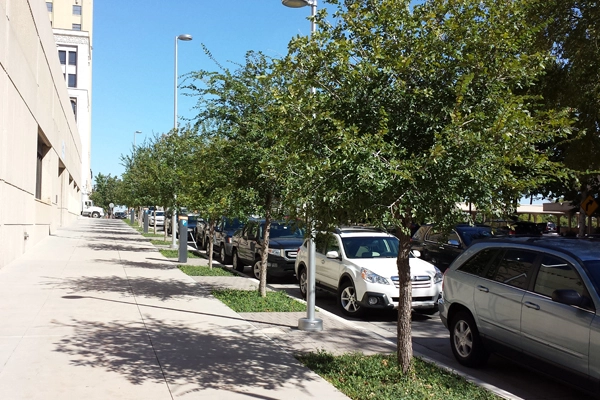 Tree space designed to respect tree base growth image: James Urban