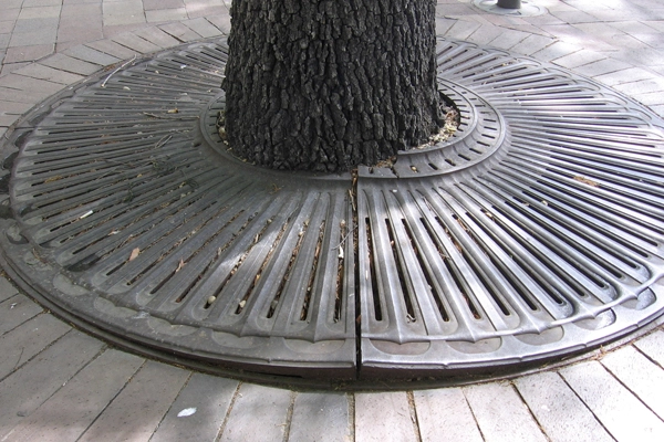 Grate damaging tree trunk and becoming a trip hazard image: James Urban