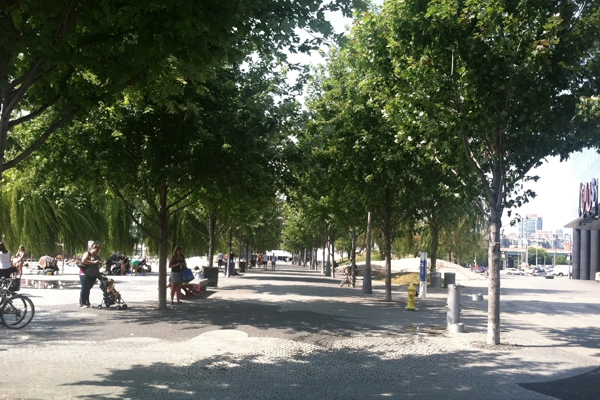 Rapidly growing trees in large volume of loam soil image: James Urban