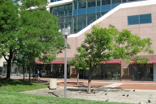 Slow growing tree in low soil volume image: James Urban