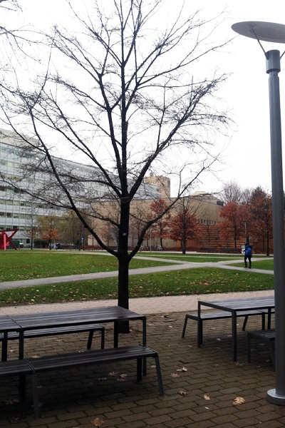 Stunted twig growth in Sand Based Structural Soil image: James Urban