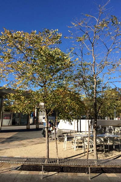 Stunted slow growing trees in Rock Based Structural Soil image: James Urban