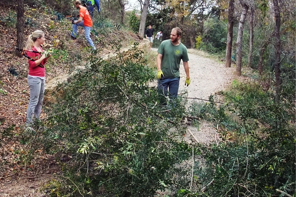 Figure 2: Ligustrum quihoui (Chinese Ligustrum) in Crystal Canyon Natural Area, Arlington, Texas, being removed by students from the University of Texas at Arlington image: David Hopman