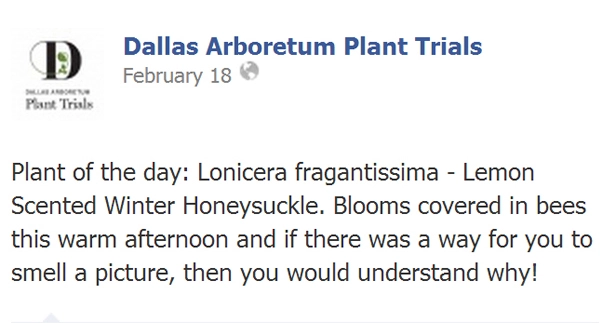 Figure 4: Dallas Arboretum message promoting exotic and invasive Winter Honeysuckle image: David Hopman