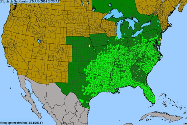 Figure 2: County distribution of Conoclinium coelestinum generated by BONAP image: David Hopman / BONAP