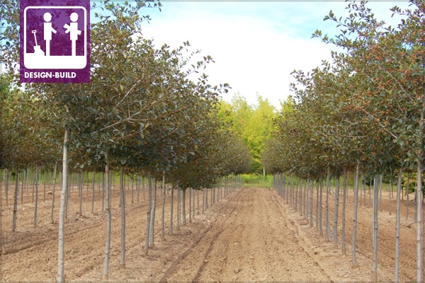 Crataegus crus-galli – ‘Inermis’ image: Johnson’s Nursery, Inc.