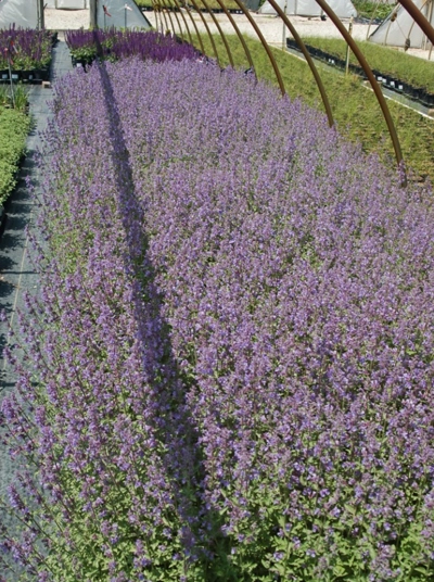 Nepeta x faassenii ‘Walker’s Low’ image: Johnson’s Nursery, Inc.
