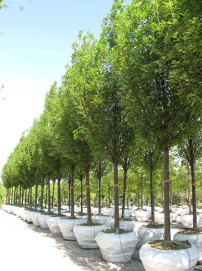 Quercus robur ‘Regal Prince’, on a gravel range, under drip system (irrigation and fertilization) image: Mariani Plants, Inc.